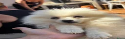 Pomerania perros en venta: Pomeranias ositos🐾🐻 - Anuncio 3