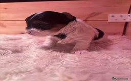 Biewer Yorkshire Terrier a la Pom Pon perros en venta: Biewer - Imagen 4