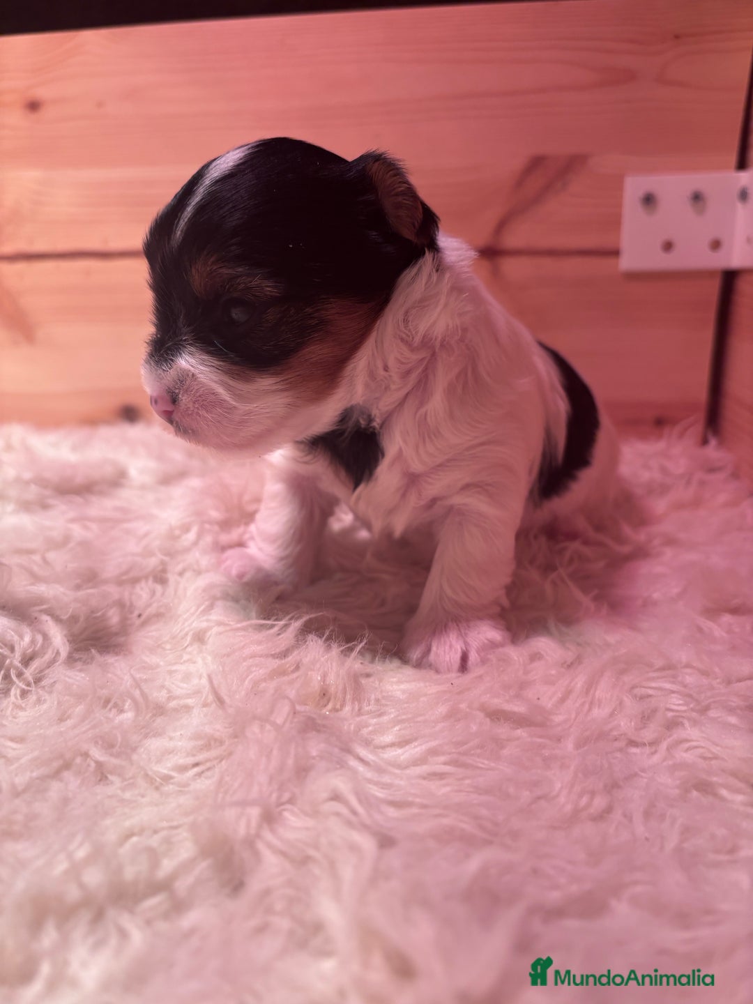 Biewer Yorkshire Terrier a la Pom Pon perros en venta: Biewer - Imagen 4