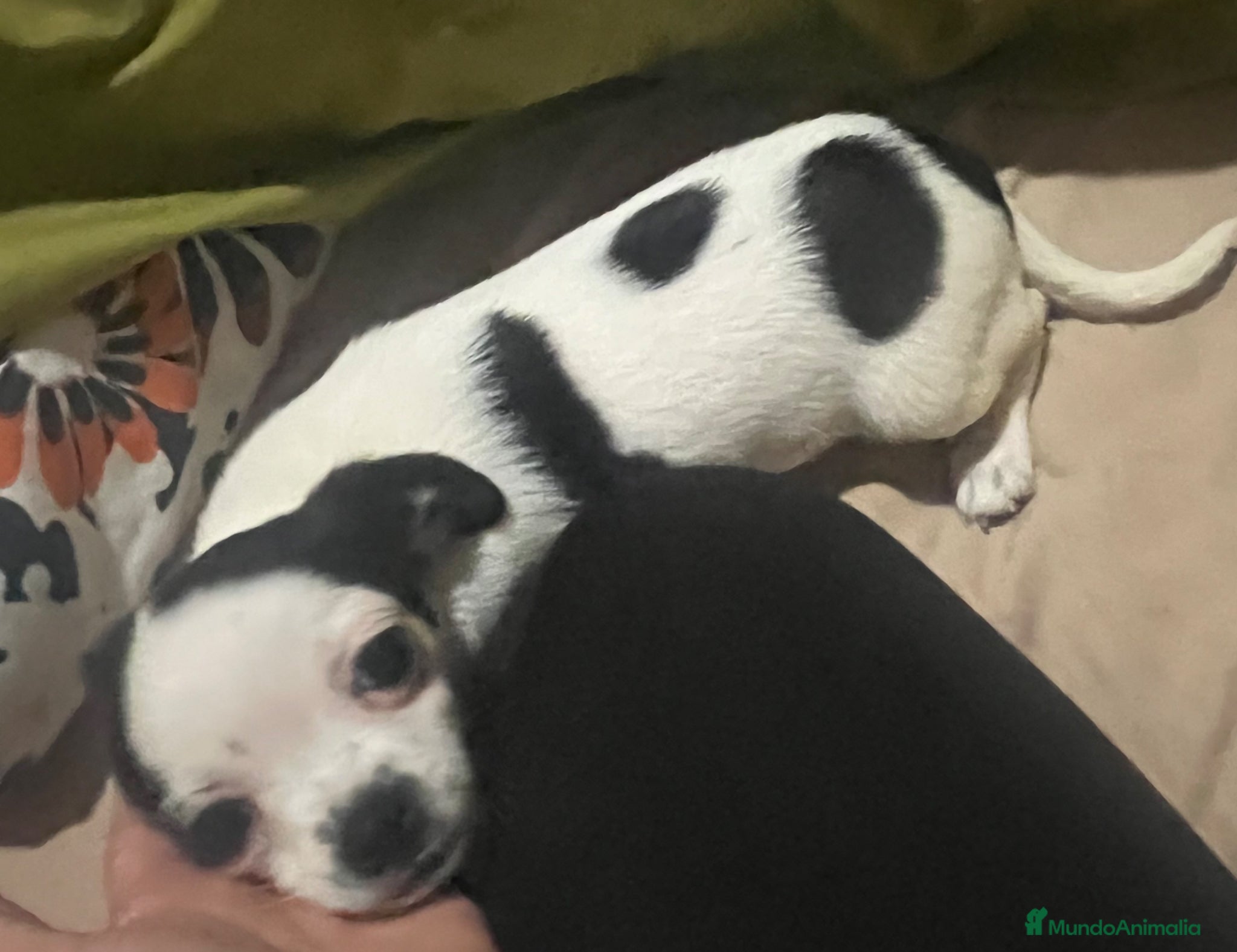 Chihuahua perros Chihuhua hembra - Anuncio 1