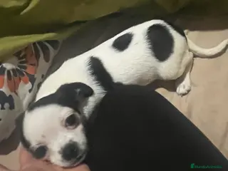 Chihuahua perros Chihuhua hembra - Anuncio 1