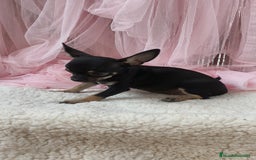 Chihuahua perros en venta: Chihuahua Macho  - Imagen 4