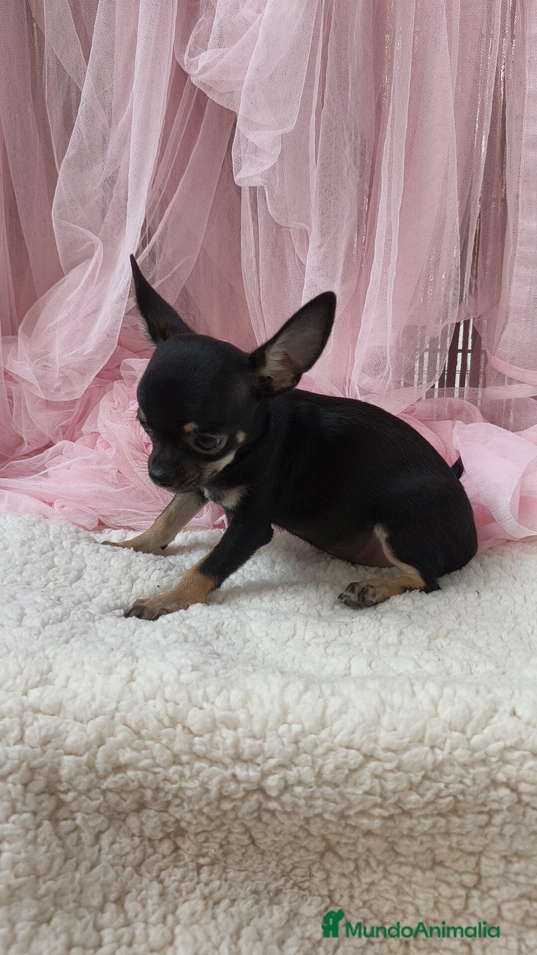 Chihuahua perros en venta: Chihuahua Macho  - Imagen 4