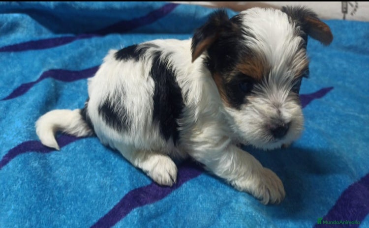 Yorkshire Terrier perros - Anuncio 1