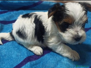 Yorkshire Terrier perros - Anuncio 1