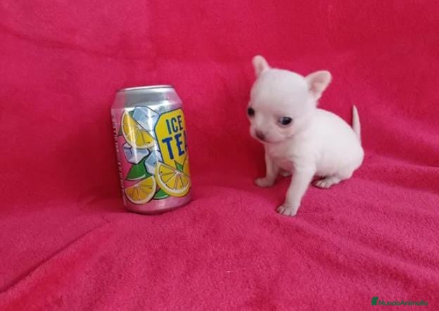Chihuahua perros Chihuahua toy - Anuncio 2