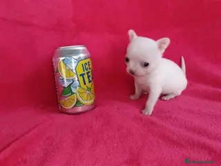 Chihuahua perros Chihuahua toy - Anuncio 2