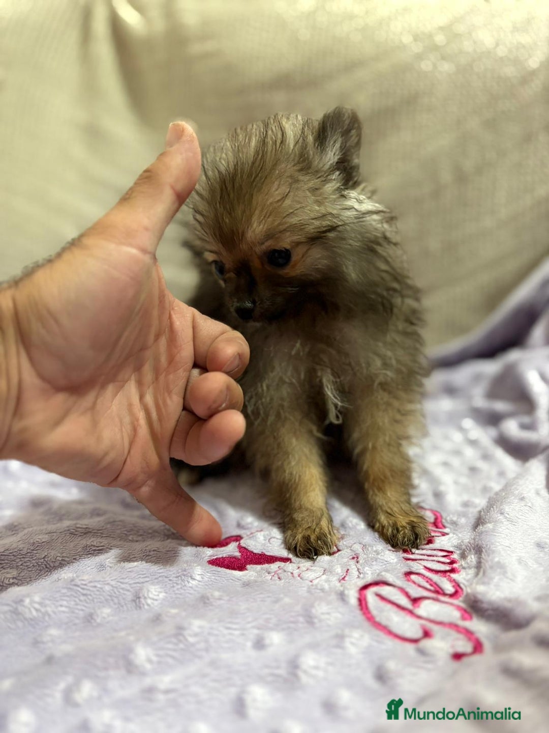 Pomerania perros en venta: Poo pomerania MICRO TOY  - Imagen 8