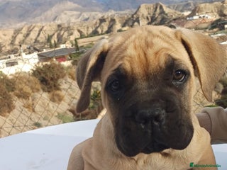 Cane Corso perros Última hembra de Cane Corso !! - Anuncio 2