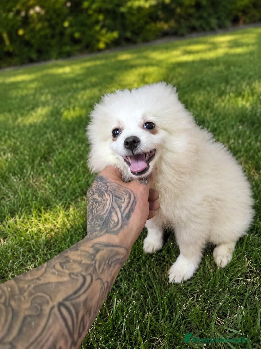 Pomerania perros OPORTUNIDAD PRECIOSO POMERANIA  - Anuncio 3