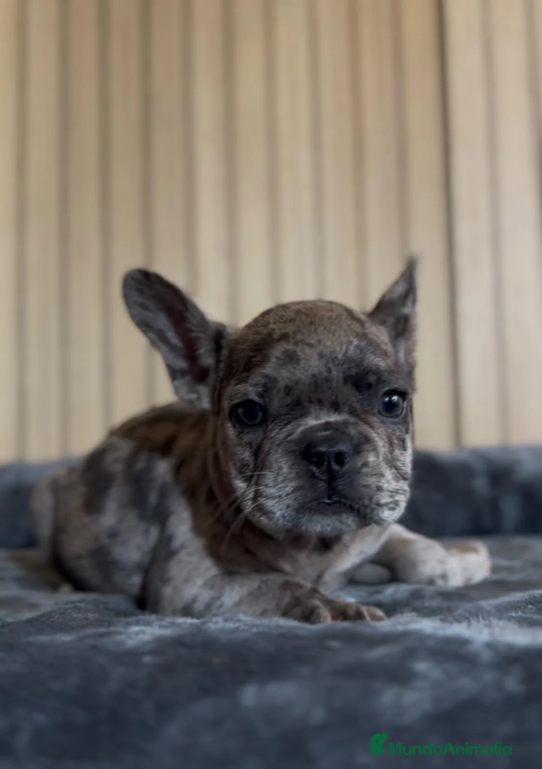 Bulldog Francés perros en venta: Cachorros bulldog francés  - Anuncio 8