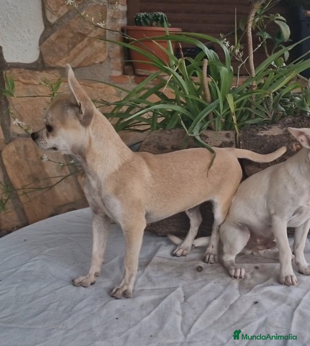 Chihuahua perros en venta: Chihuahua toy - Imagen 4