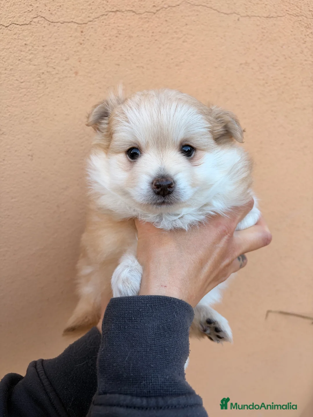 Pomsky perros en venta: Pomsky ultra miniatura - Anuncio 2