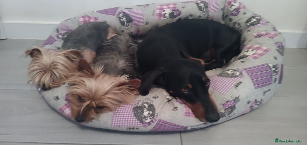 Imagen de galería {{count}}