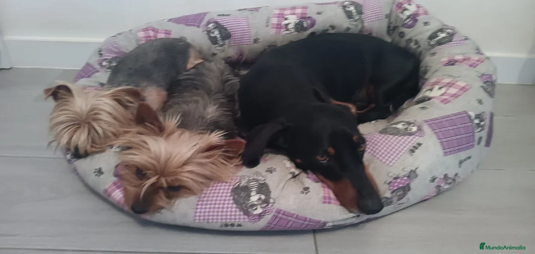 Imagen de galería {{count}}