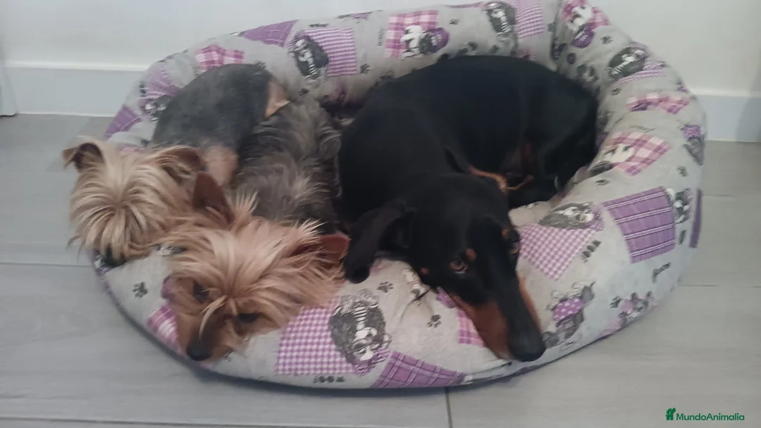 Imagen de galería {{count}}