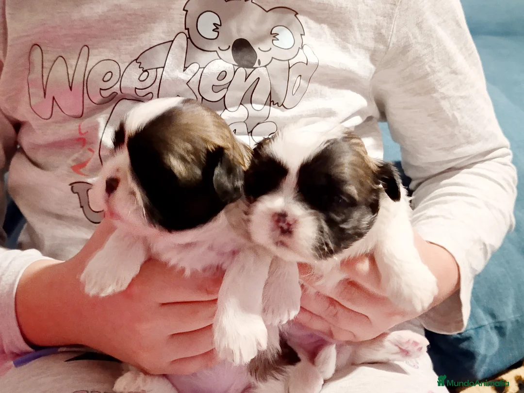 Shih Tzu perros en venta: Shih Tzu de Mumbrafer - Anuncio 12