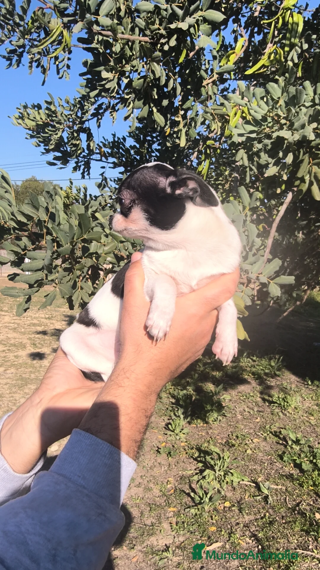 Chihuahua perros en venta: Chihuahua macho Toy  - Anuncio 2