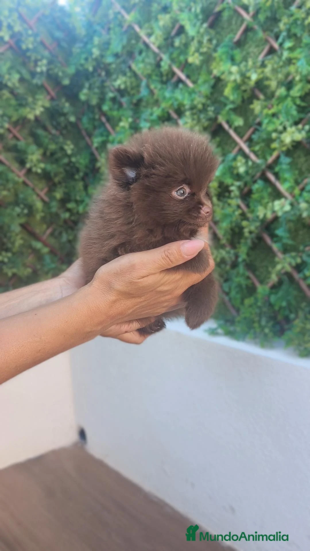 Pomerania perros en venta: Pomerania TOY macho y hembra chocolate  - Anuncio 8