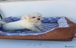 Bichón Maltés perros en venta: Bichon maltés  - Imagen 9