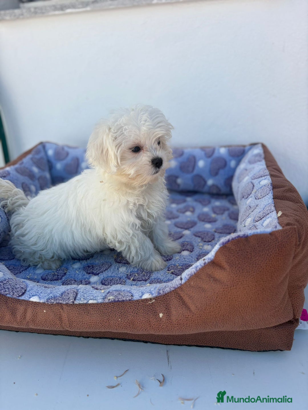 Bichón Maltés perros en venta: Bichon maltés  - Imagen 9