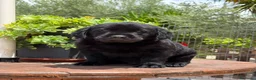 Labrador Retriever perros en venta: Labrador Retriever  - Anuncio 3
