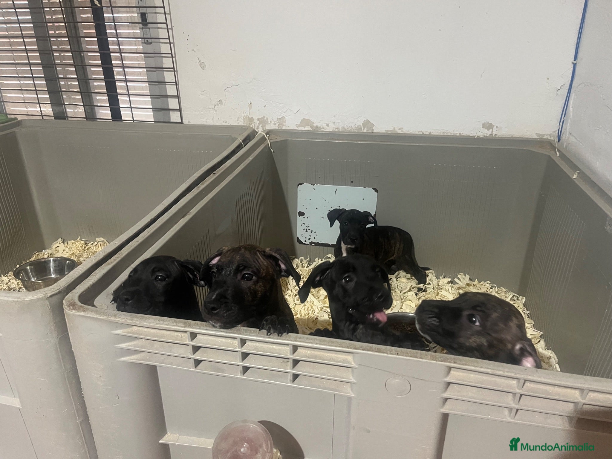 American Pit Bull Terrier perros Pitbull  - Anuncio 2