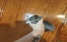 Chihuahua perros en venta: Chihuahua Toy excelente color - Imagen 4
