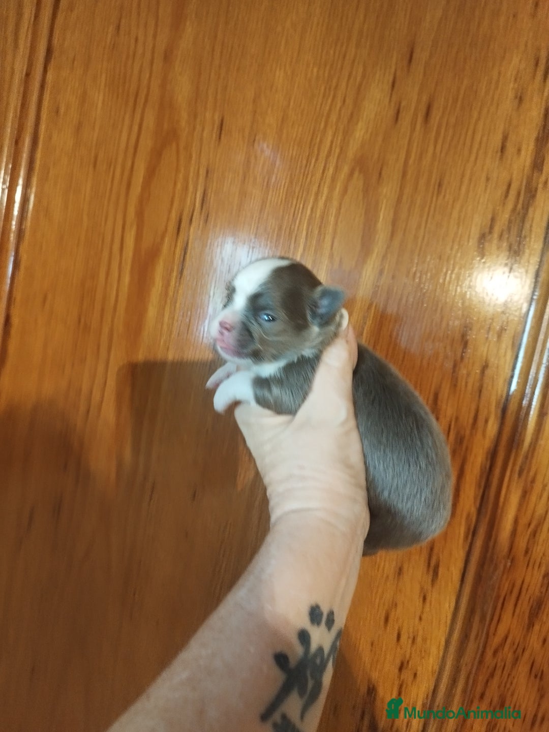 Chihuahua perros en venta: Chihuahua Toy excelente color - Imagen 4