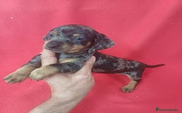 Teckel Miniatura perros en venta: Teckel Miniatura  - Imagen 1