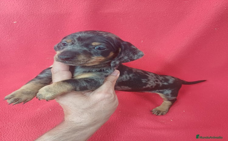 Teckel Miniatura perros - Anuncio 3