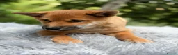 Shiba Inu perros en venta: SHIBA INU ROJO - Anuncio 5