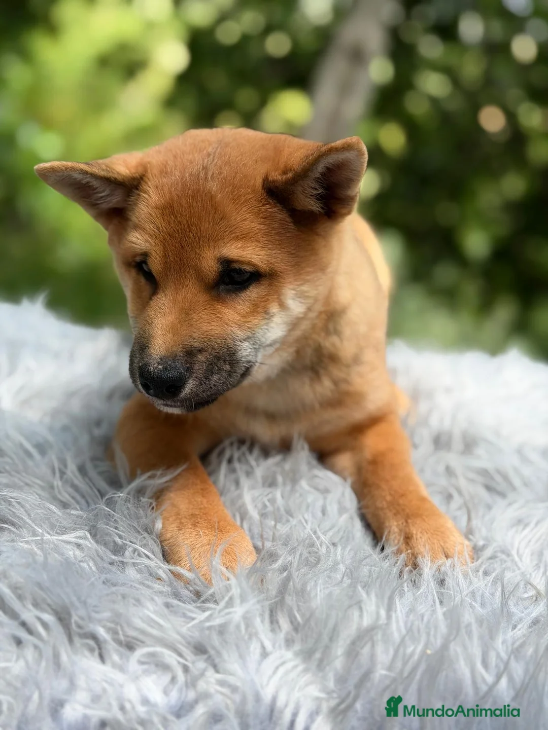 Shiba Inu perros en venta: SHIBA INU ROJO - Anuncio 5