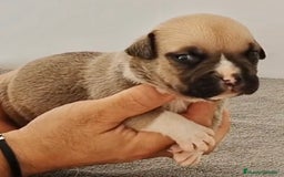 American Bully perros en venta: Cachorros de American Bully - Imagen 6