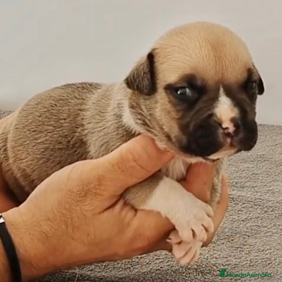 American Bully perros en venta: Cachorros de American Bully - Imagen 6