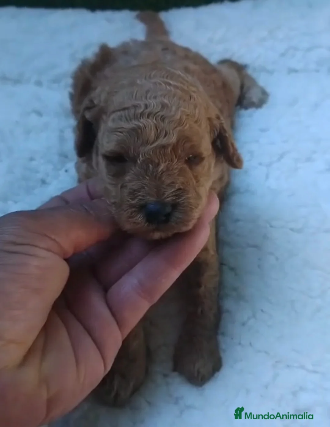 Caniche Toy perros en venta: Micro caniches toys machos - Anuncio 3