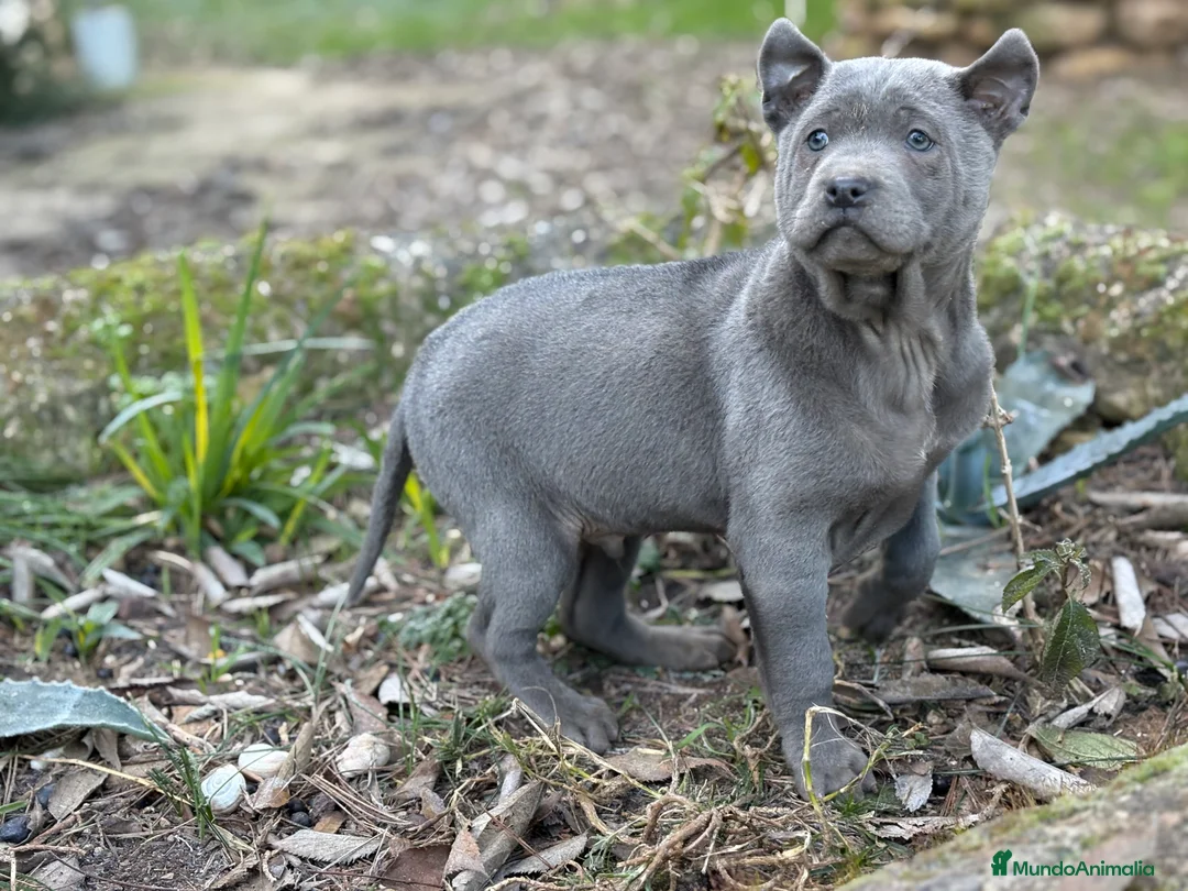 Thai Ridgeback Dog perros en venta: 🐕🐾🐾 Thai Ridgeback Dog - Exclusividad Absoluta! - Anuncio 5