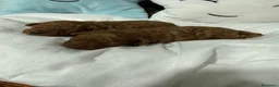 Caniche Toy perros en venta: Caniche toy rojos nueva camada !!! - Anuncio 6