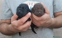 Labrador Retriever perros en venta: Cachorros de Labrador Retriever  - Imagen 2