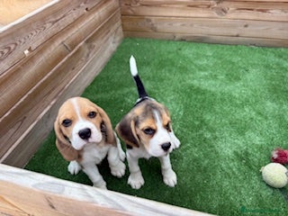 Beagle perros - Anuncio 13
