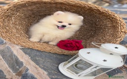 Pomerania perros en venta: Pomeranias disponibles hembra y macho  - Imagen 2