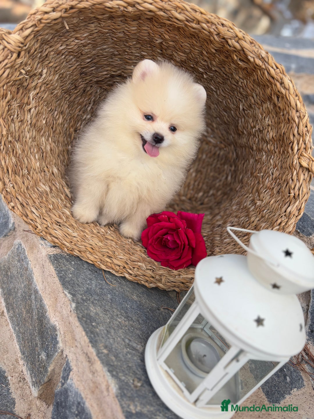 Pomerania perros en venta: Pomeranias disponibles hembra y macho  - Imagen 2