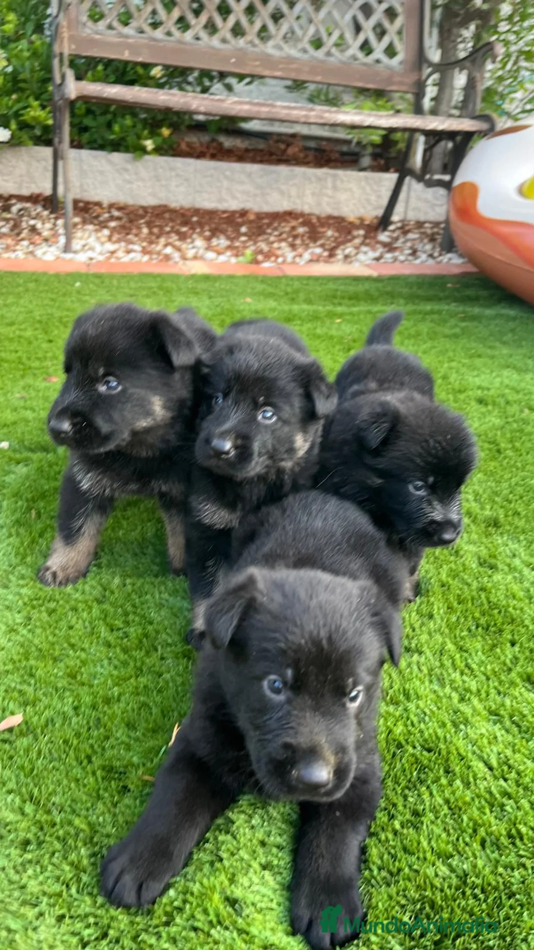 Pastor Alemán perros en venta: Pastor alemán de trabajo  en Valencia - Anuncio 1