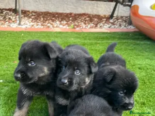 Pastor Alemán perros Pastor alemán de trabajo - Anuncio 10