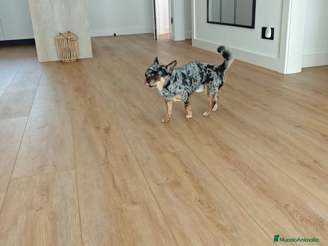 Chihuahua perros para monta: Se ofrece chiguagua para monta. en Barcelona - Anuncio 2