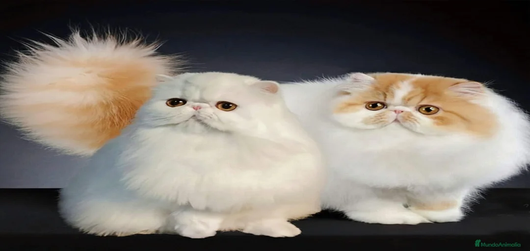 Imagen de galería {{count}}