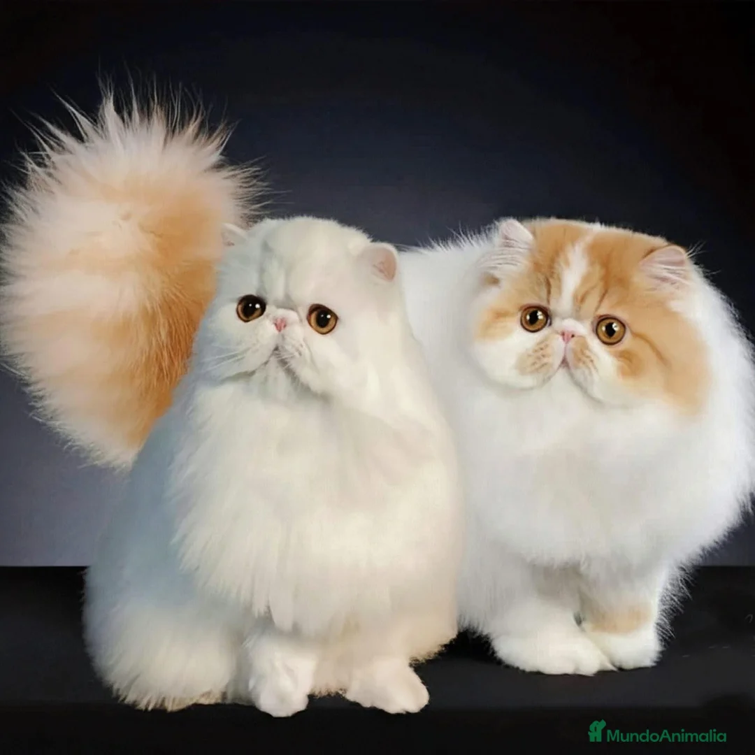 Imagen de galería {{count}}