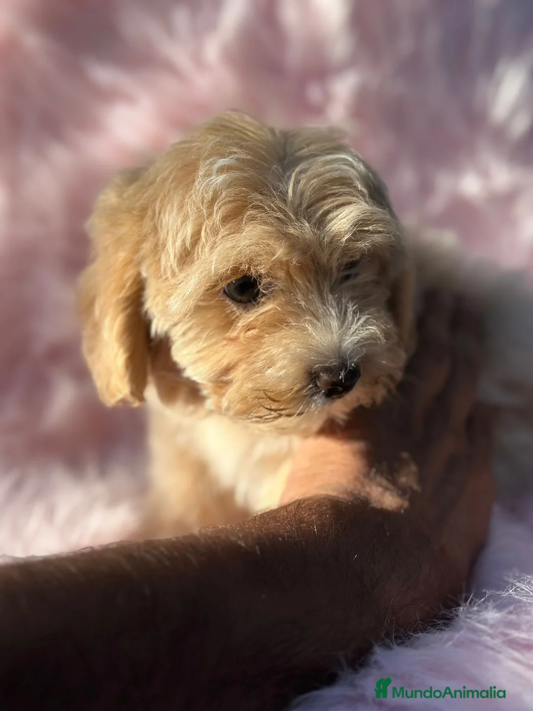 Maltipoo perros en venta: Maltipoo Apricot  - Anuncio 6