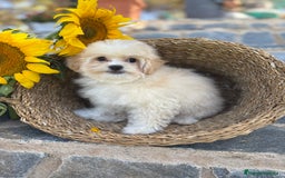 Maltipoo perros en venta: Maltipoo para entregar macho - Imagen 3