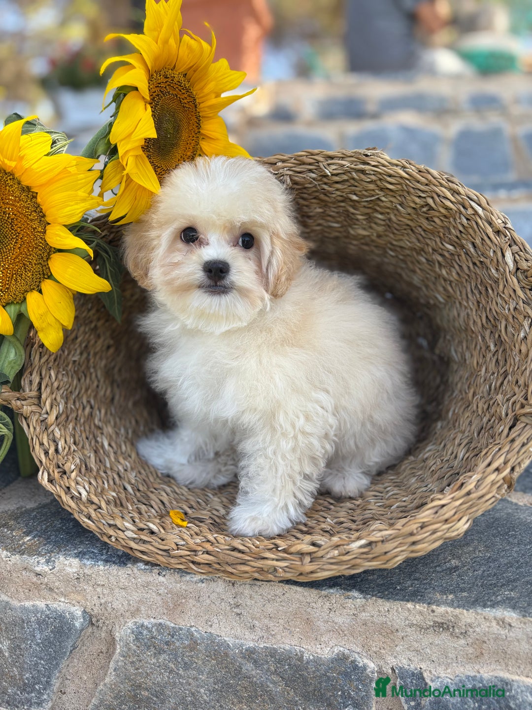 Maltipoo perros en venta: Maltipoo para entregar macho - Imagen 3